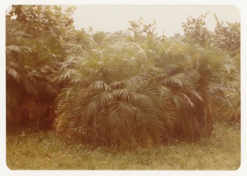 Trees (schefflera) for garden court landscape for Bank of Canada Building, Ottawa, Ontario