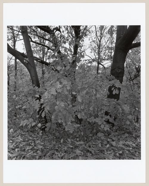 Jamaica Park, Boston, Massachusetts