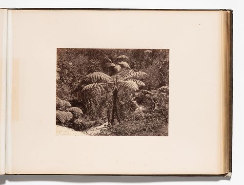 View of plants, Royal Botanical Gardens, Peradeniya, Ceylon (now Sri Lanka)