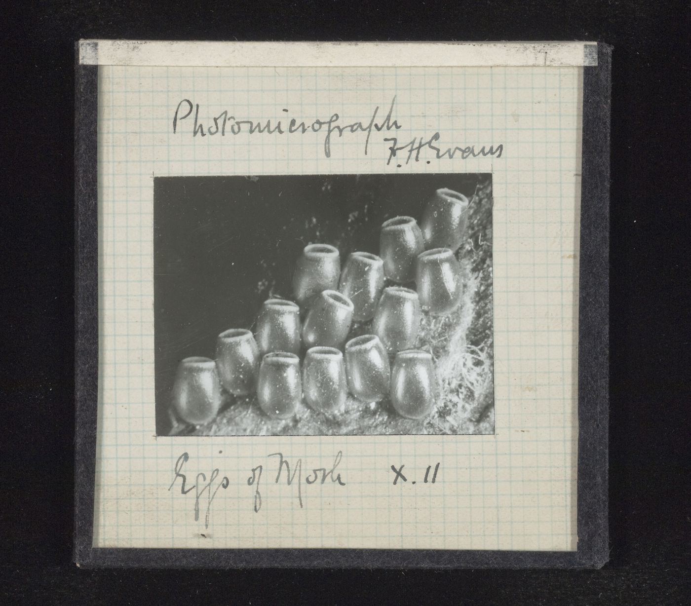 Photomicrograph of eggs of moth