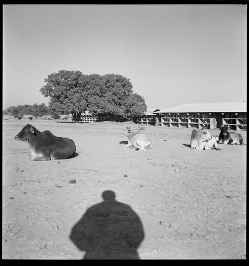 The Architects' Office in sector 19 in Chandigarh, with Pierre Jeanneret's shadow in the foreground