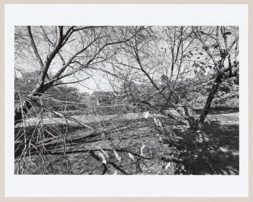 The Arnold Arboretum, Boston, Massachusetts