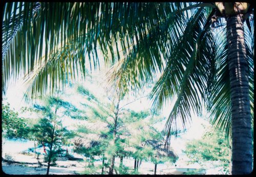 Palm trees, Jamaica