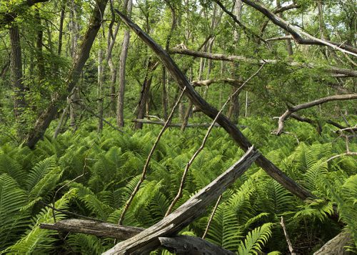 An Enduring Wilderness: Riverside Trail, Rouge Park, Toronto