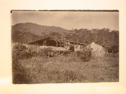 Distant view of two men standing on top of nurseries [?] for a plantation [?]