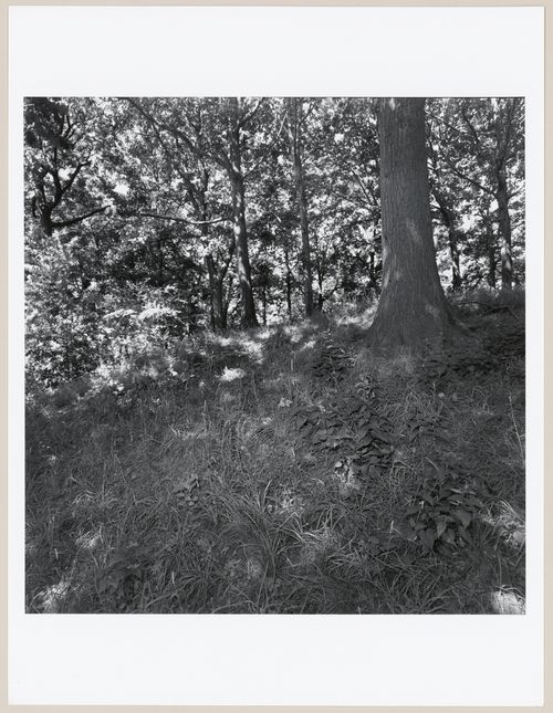 Woods, Prospect Park, Brooklyn, New York City, New York