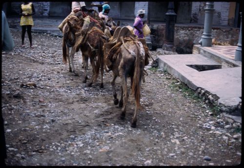 People with donkeys, Haiti