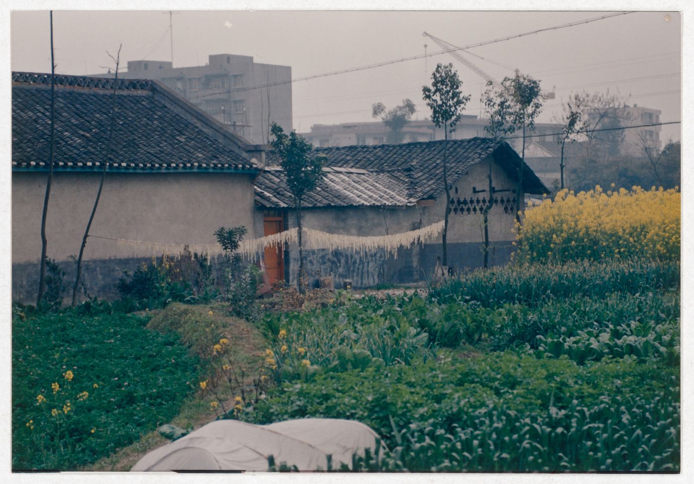 View of cultivated fields and rural houses in Sichuan province, China