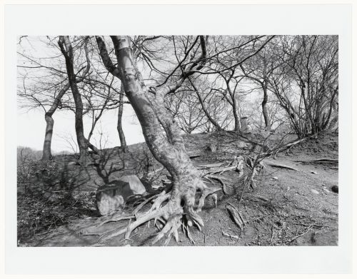 Prospect Park, Brooklyn, New York City, New York