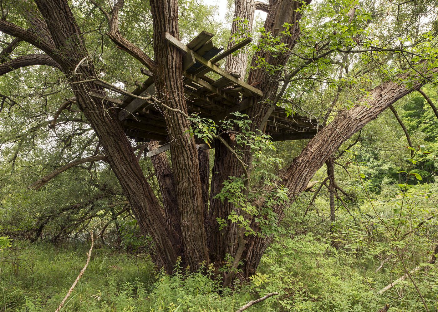 An Enduring Wilderness: Tree House in Rouge Park, Rouge Beach Park, Toronto