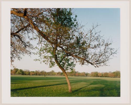 Viewing Olmsted: View of the meadow from the east side, Washington Park, Chicago, Illinois