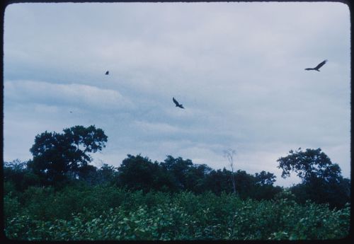 Birds in landscape, Jamaica
