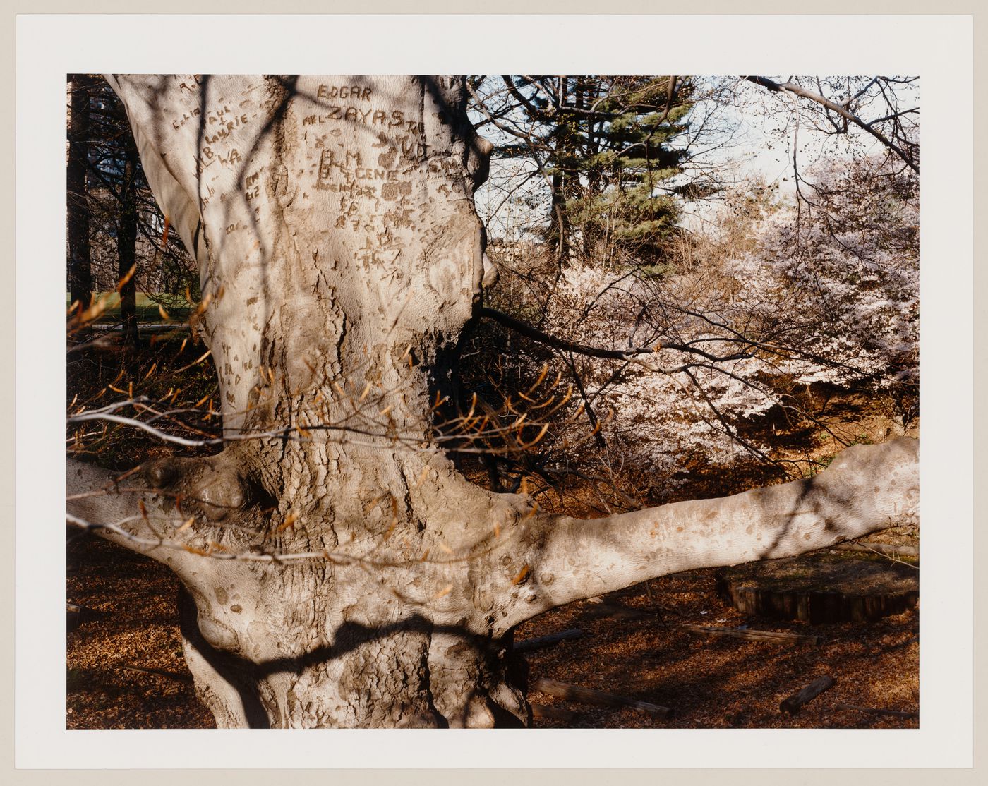 Viewing Olmsted: Detail View of Tree, Jamaica Pond, Boston, Massachusetts