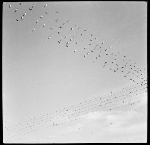 View of birds on power lines in Chandigarh, India