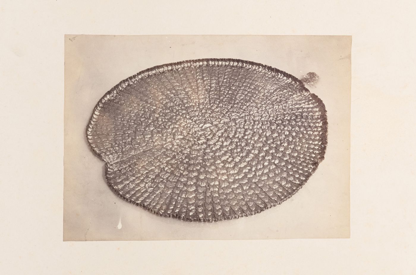 View of a lotus leaf floating on water, probably in Penang (now Pinang, Malaysia)