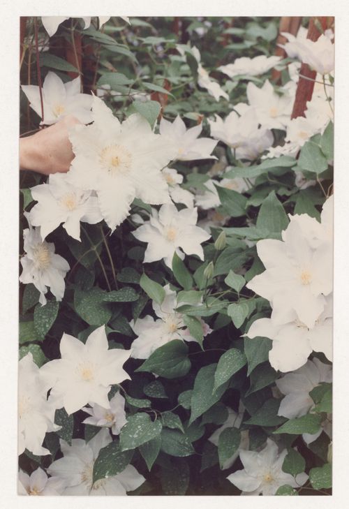 Plant reference photograph for landscape design projects