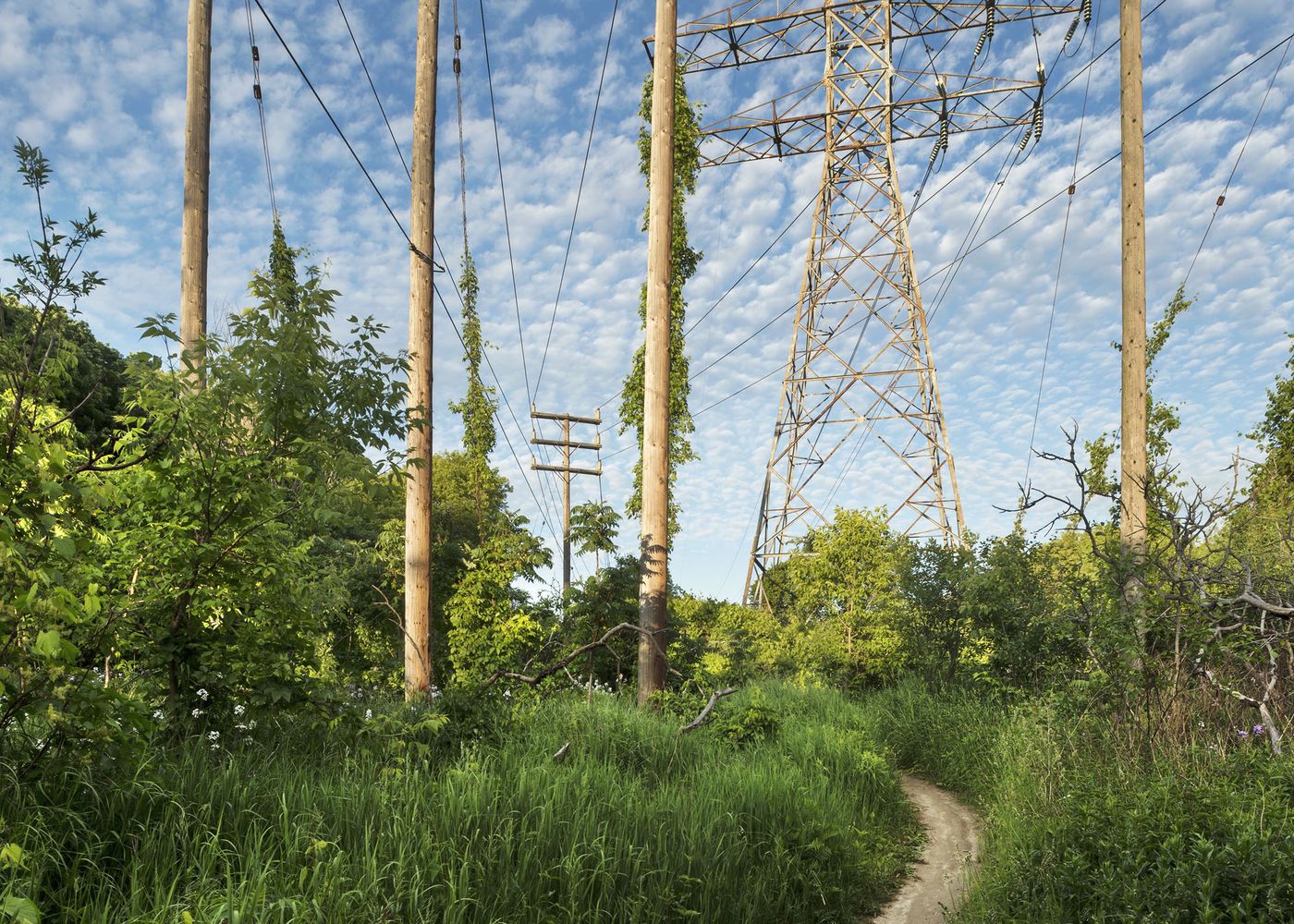 An Enduring Wilderness: Footpath, Lower Don Parklands, Toronto