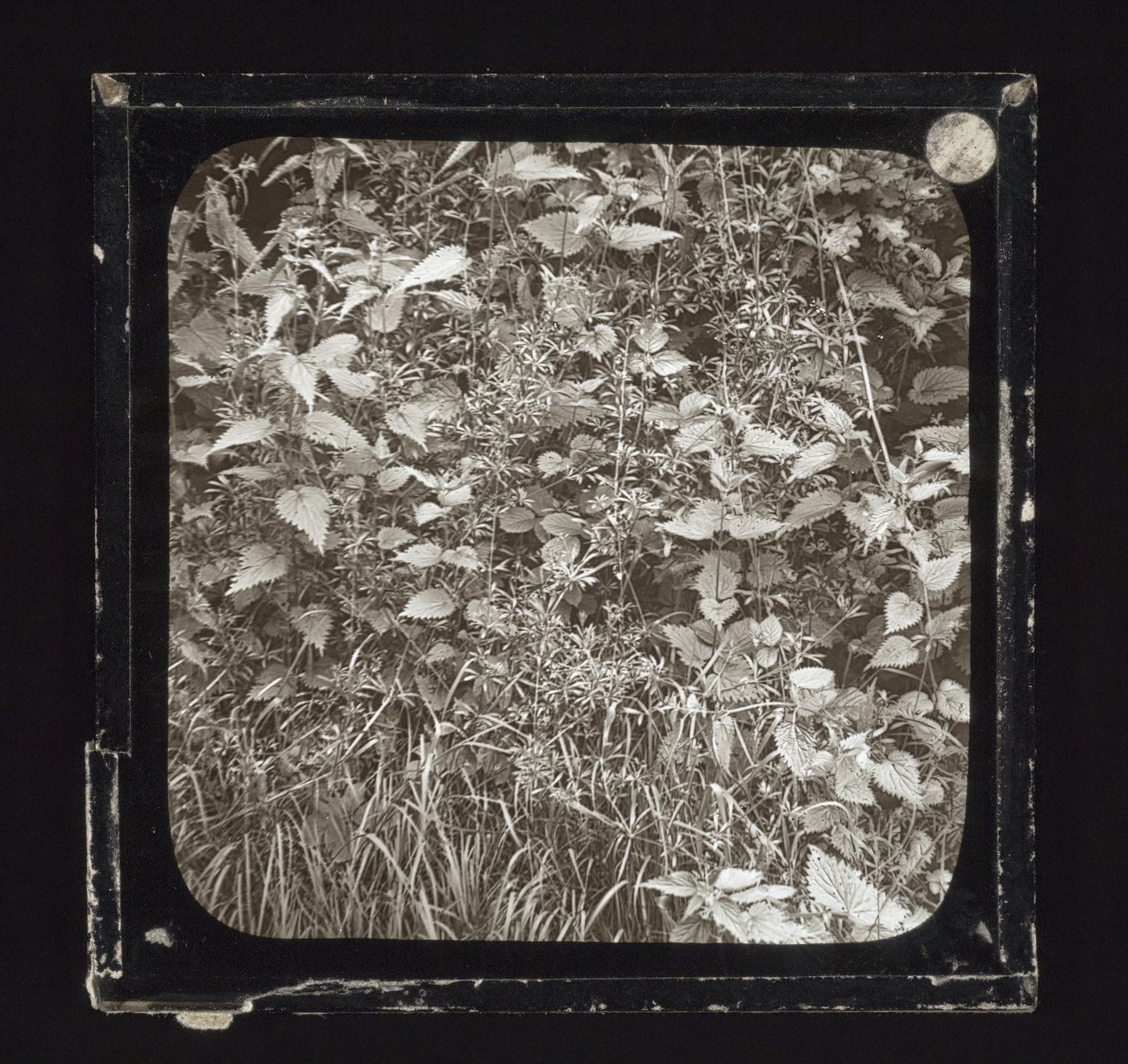 Detail view of hedge
