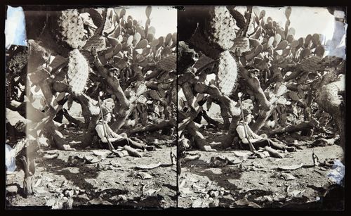 Stereograph of man with shotgun and hares in front of prickly pear cacti, California, United States of America