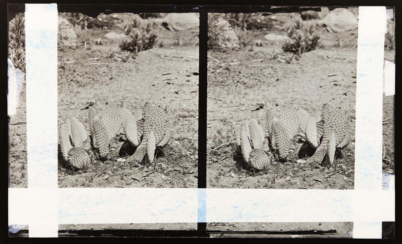 Stereograph of unidentified cactus of the Opuntia genus California, United States of America