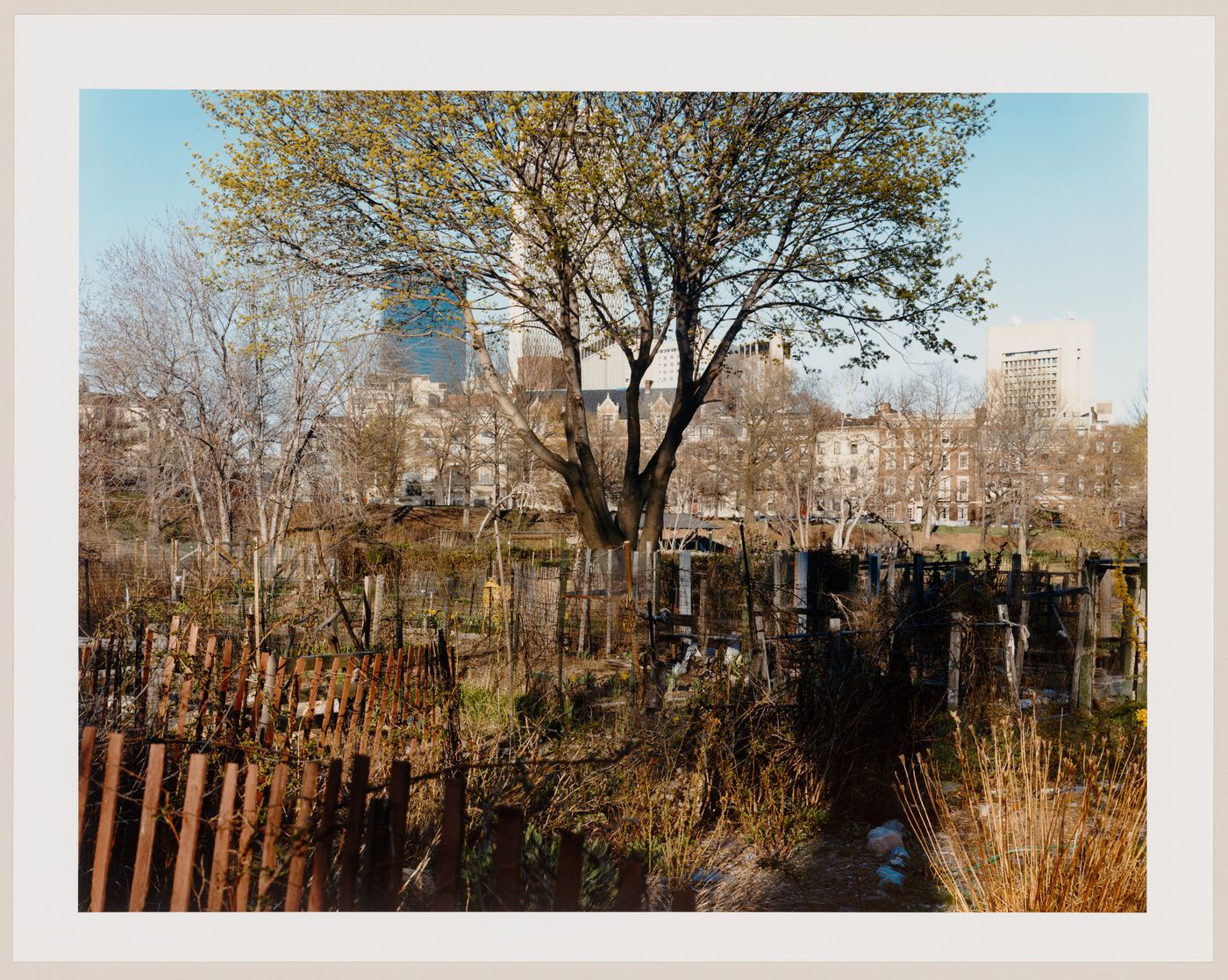 Viewing Olmsted: View from Victory Gardens, Back Bay Fens, Boston, Massachusetts