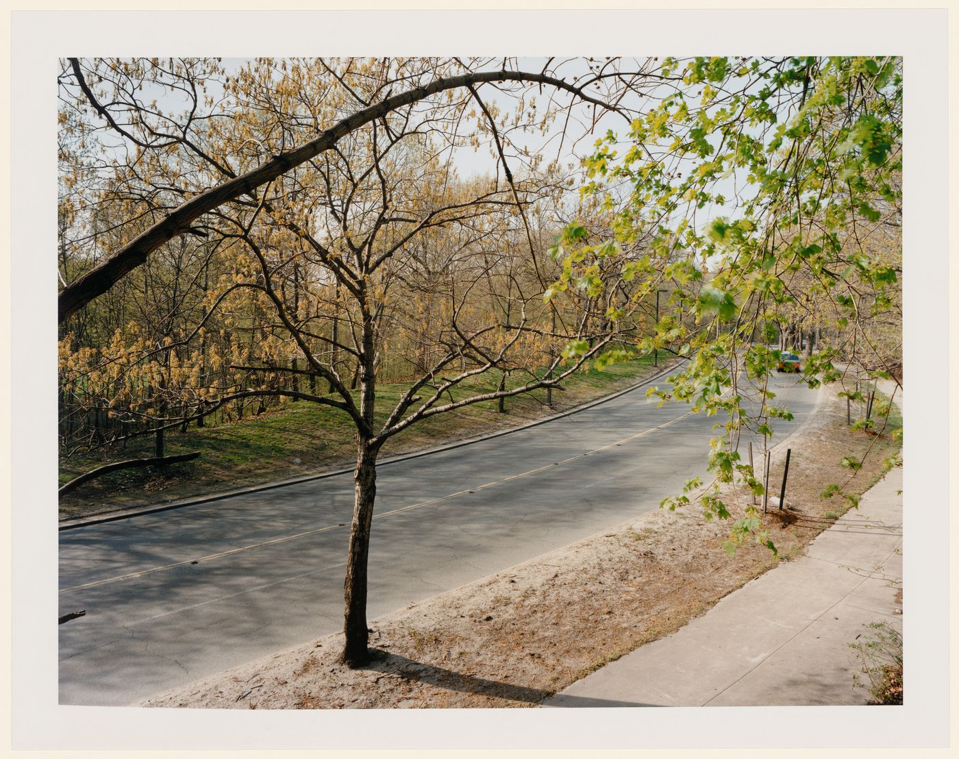 Viewing Olmsted: View from the Goddard House, The Riverway, Boston, Massachusetts