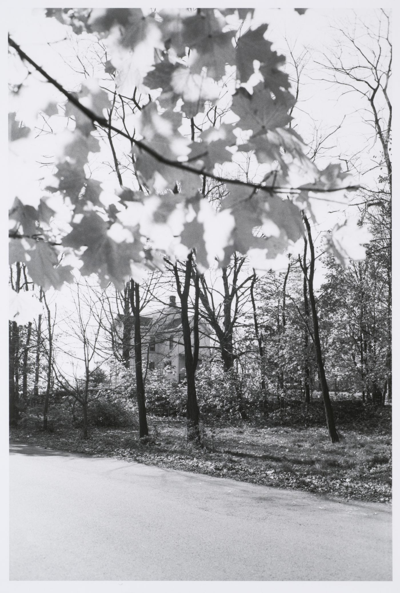 Three-storey house with wood siding seen through trees, with leafy branch in upper foreground, Suffern, New York