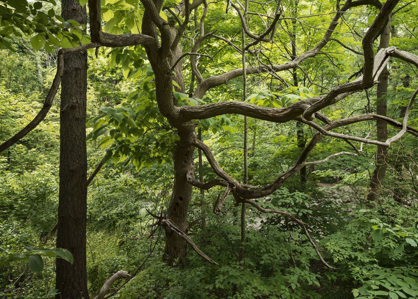 An Enduring Wilderness: Catalpa tree, Sunnydene Park, Toronto