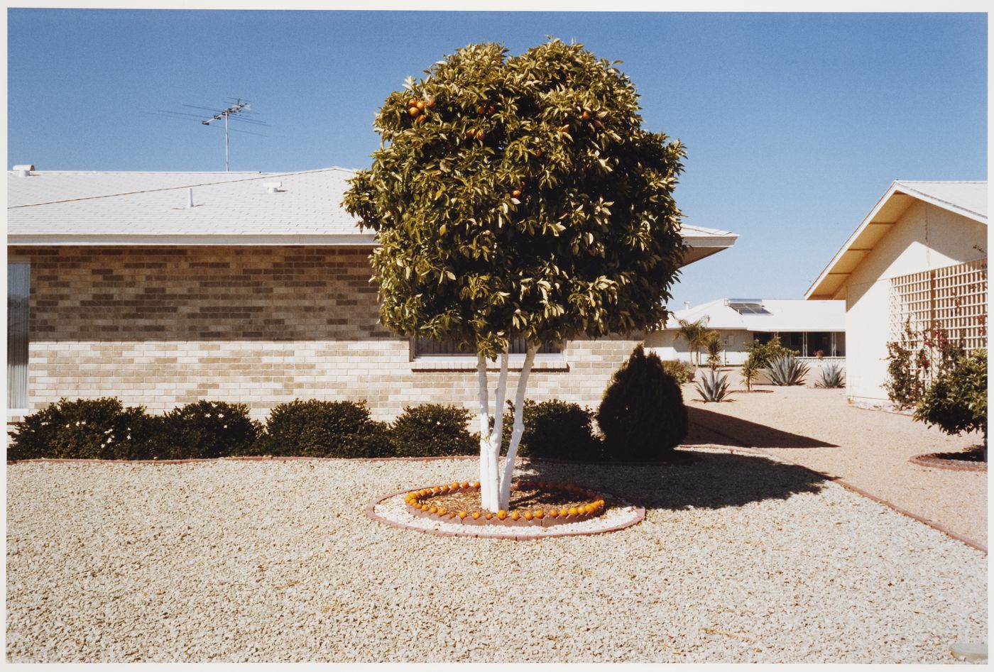 "Oranges", Sun City, Arizona