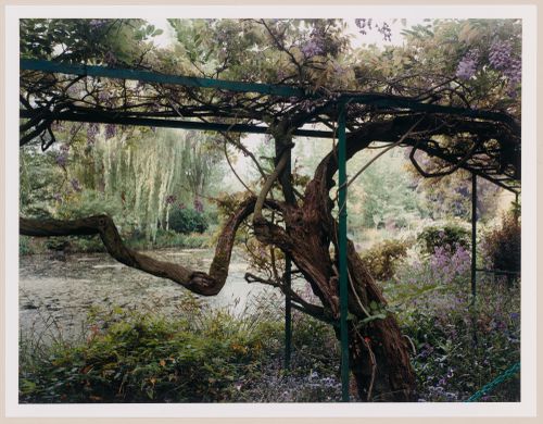 Wisterias at the edge of the pond in the Spring, Monet Gardens, Giverny, France