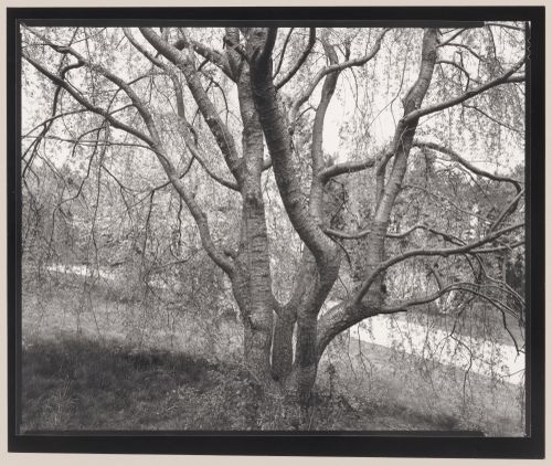 The Arnold Arboretum, Boston, Massachusetts
