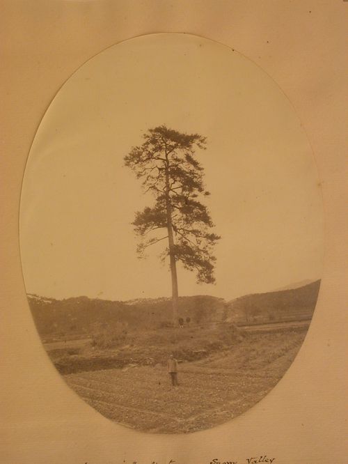 The "Han-lin" fir tree, Snowy Valley, China