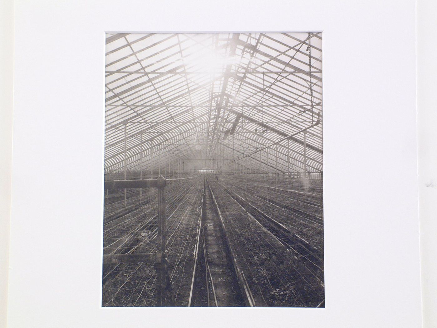 Interior of large greenhouse, from Greenhouse series 1980
