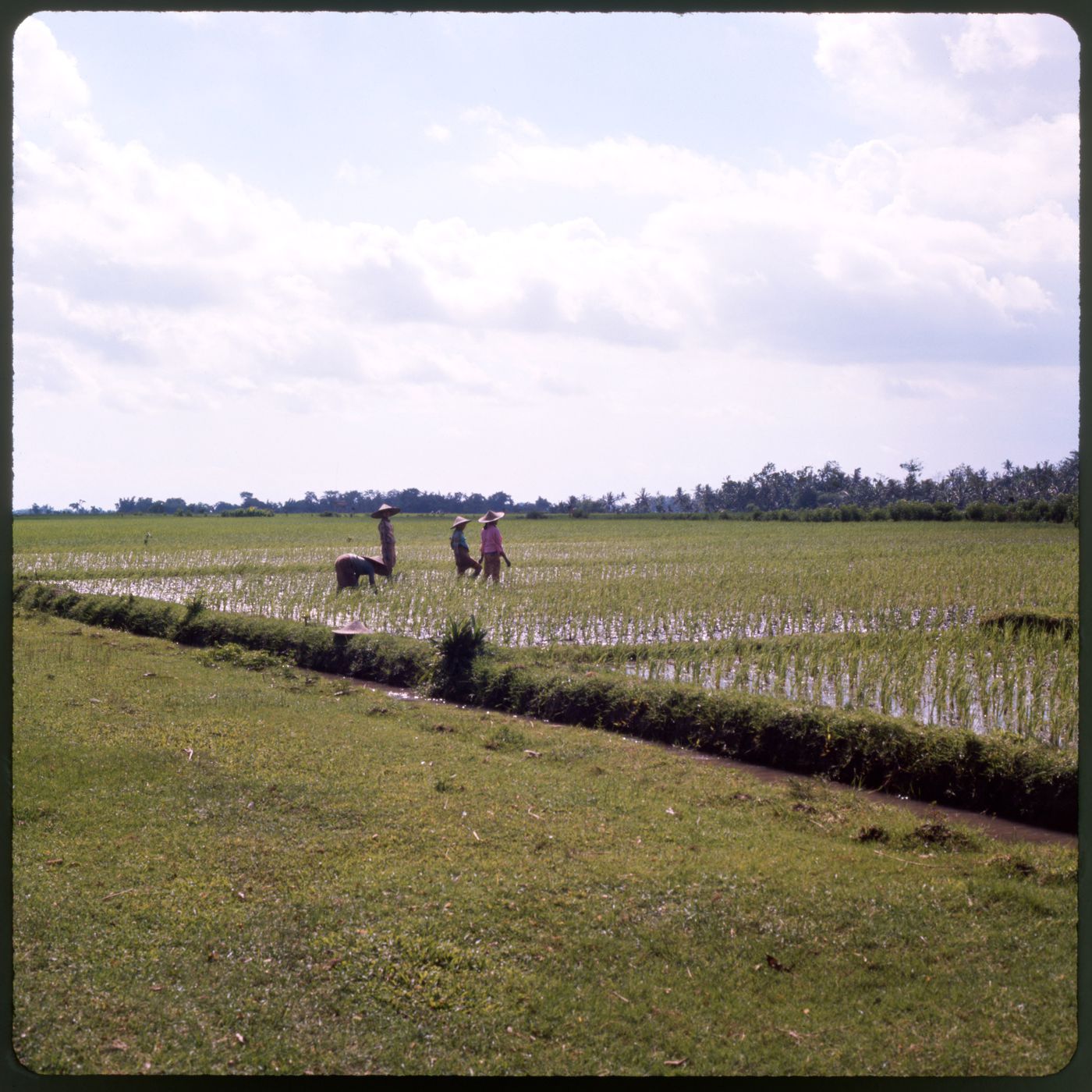 Four people in rice field, Bali, Indonesia