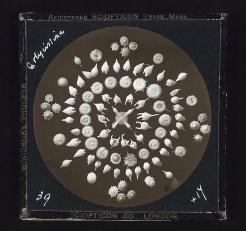 Photomicrograph of group of polycistina