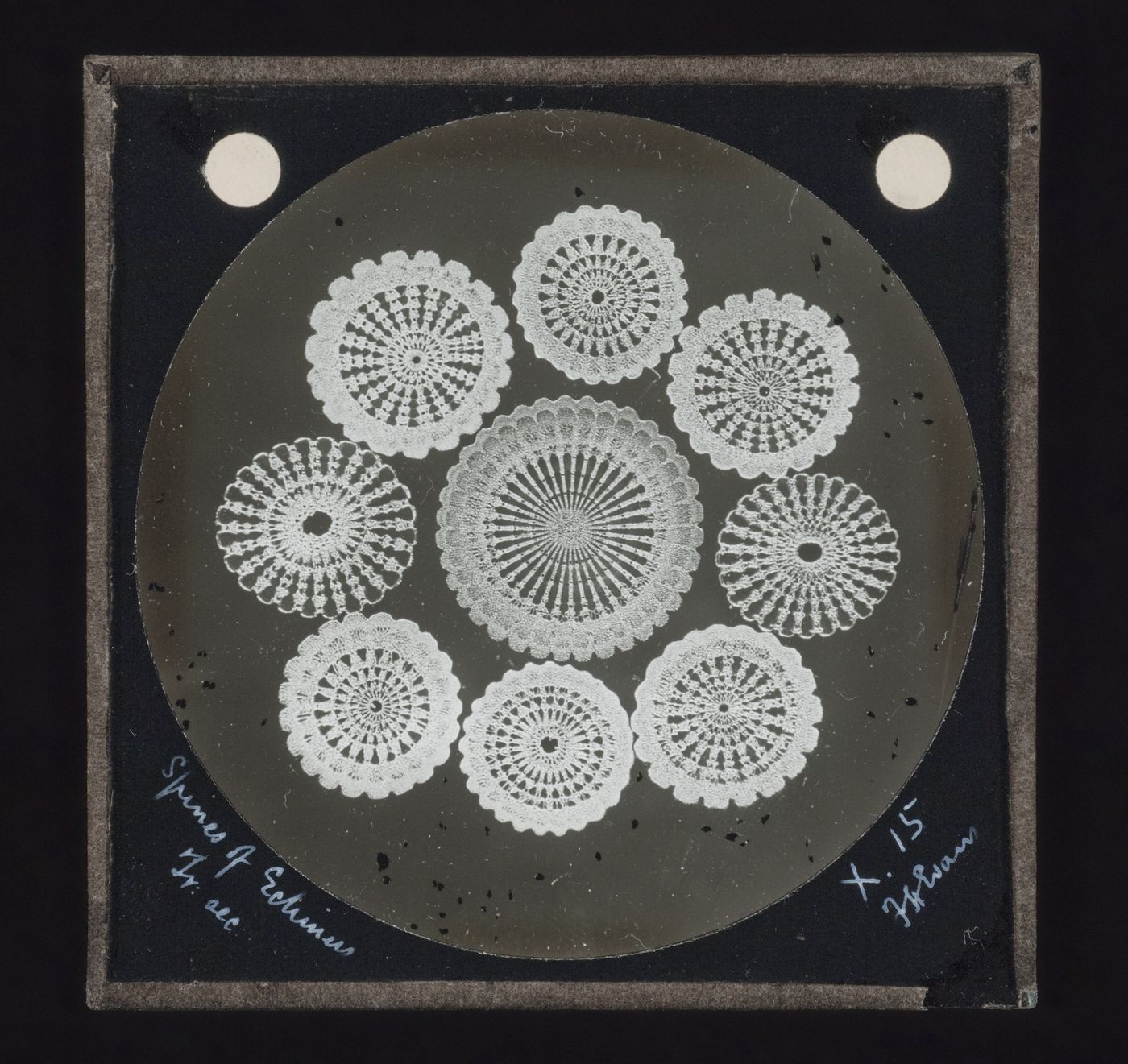 Photomicrograph of spines of echinus