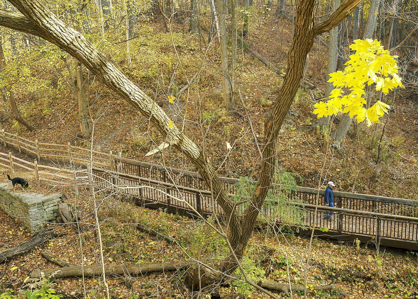 An Enduring Wilderness: Glen Stewart Ravine, Toronto