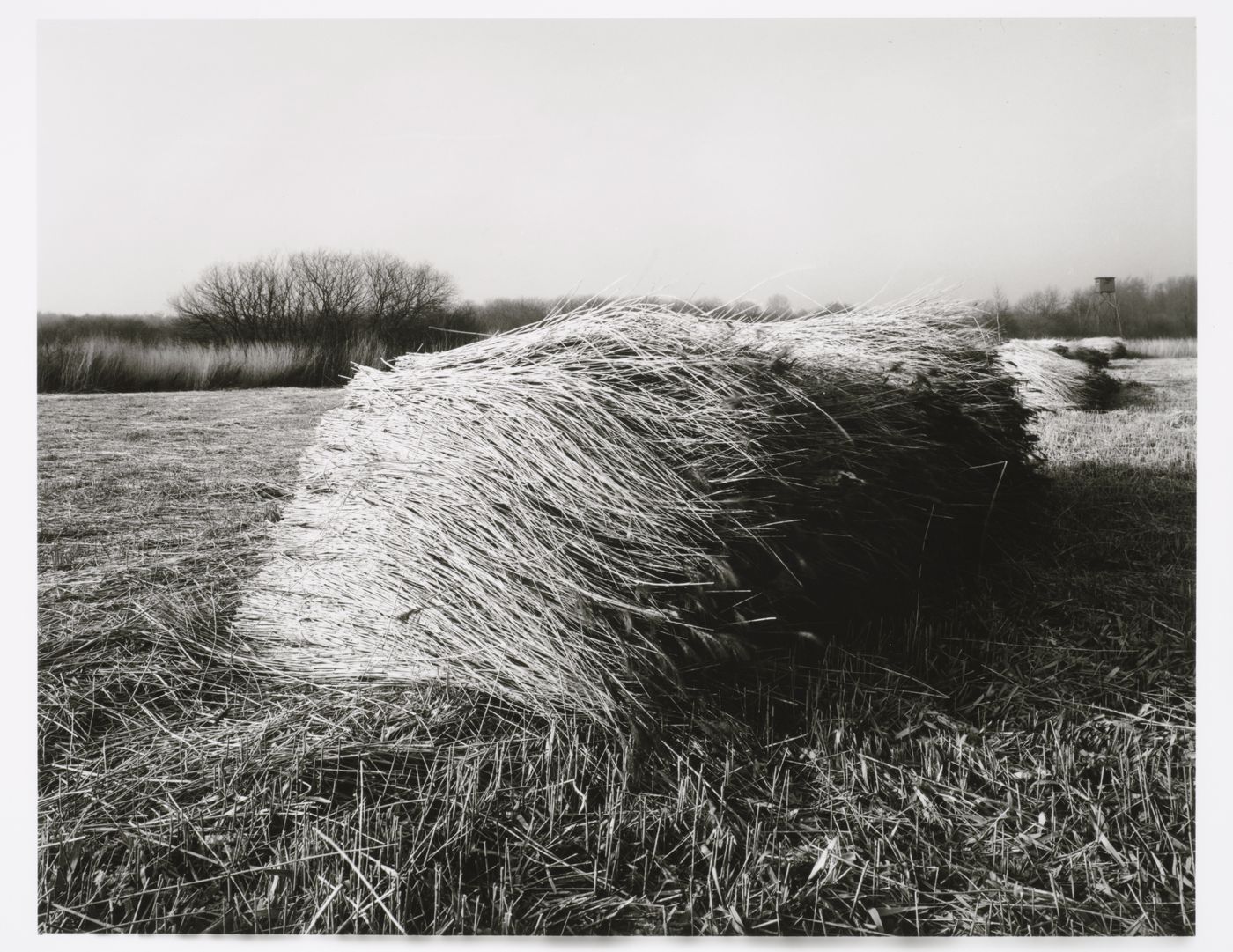 View of bundled and stacked "reet" [a swamp grass or reed used for thatching], Hamburg, Germany