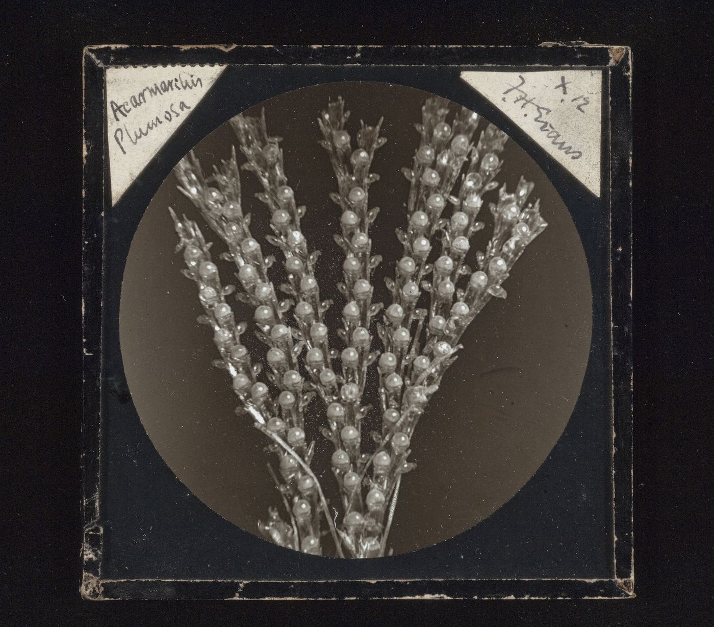 Photomicrograph of plumosa