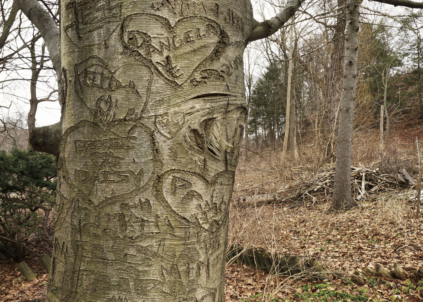 An Enduring Wilderness: Scarlett Mills Park, Toronto