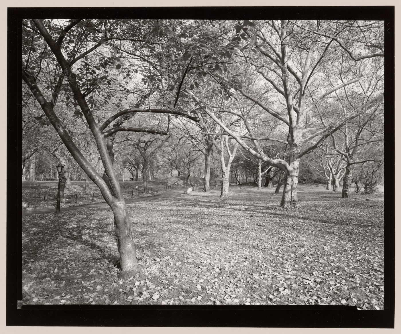 East of the Mall, Central Park, Manhattan, New York City, New York