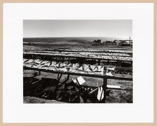 Cod drying racks, Gaspé Poissonerie, Québec, from the series The Forms of Canadian Industrial Architecture