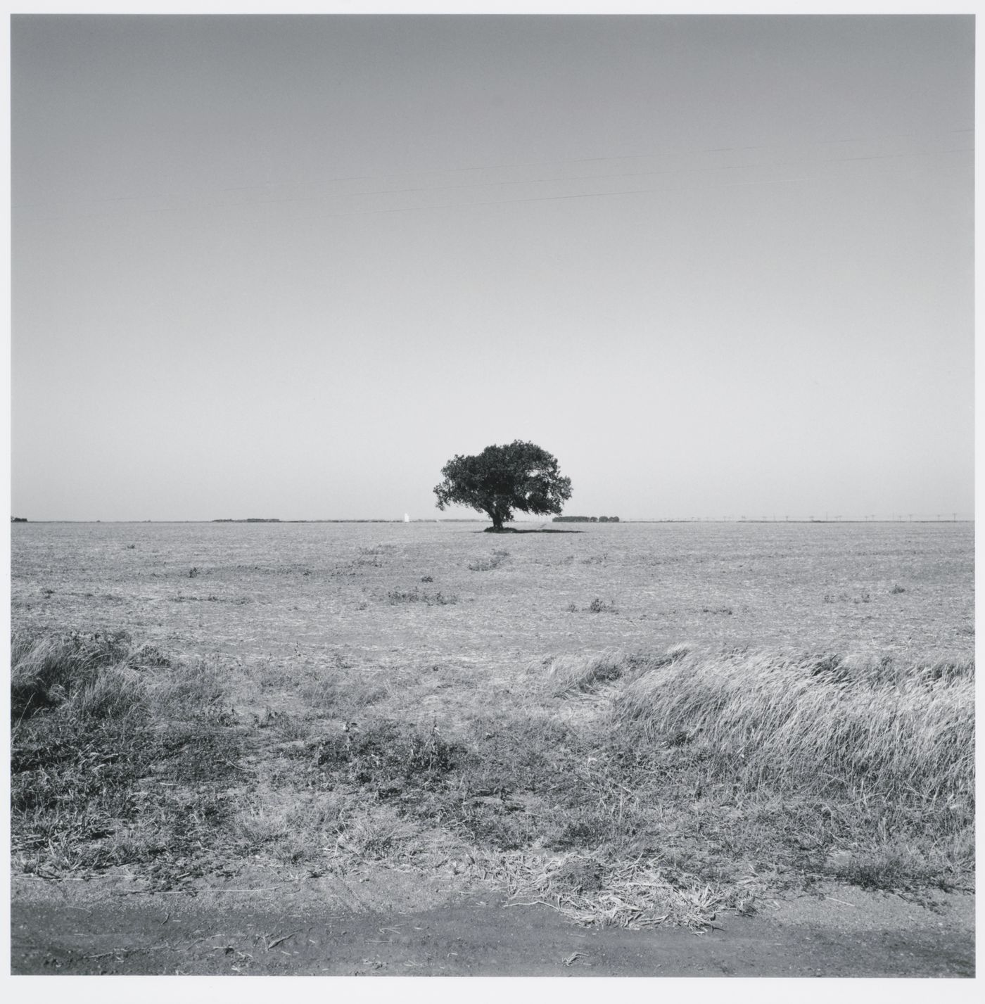 Tree surrounded by field, grain elevator in distance, Offerle, Kansas