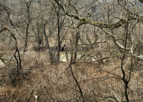 An Enduring Wilderness: Rough March, Woodgrange Avenue, Toronto