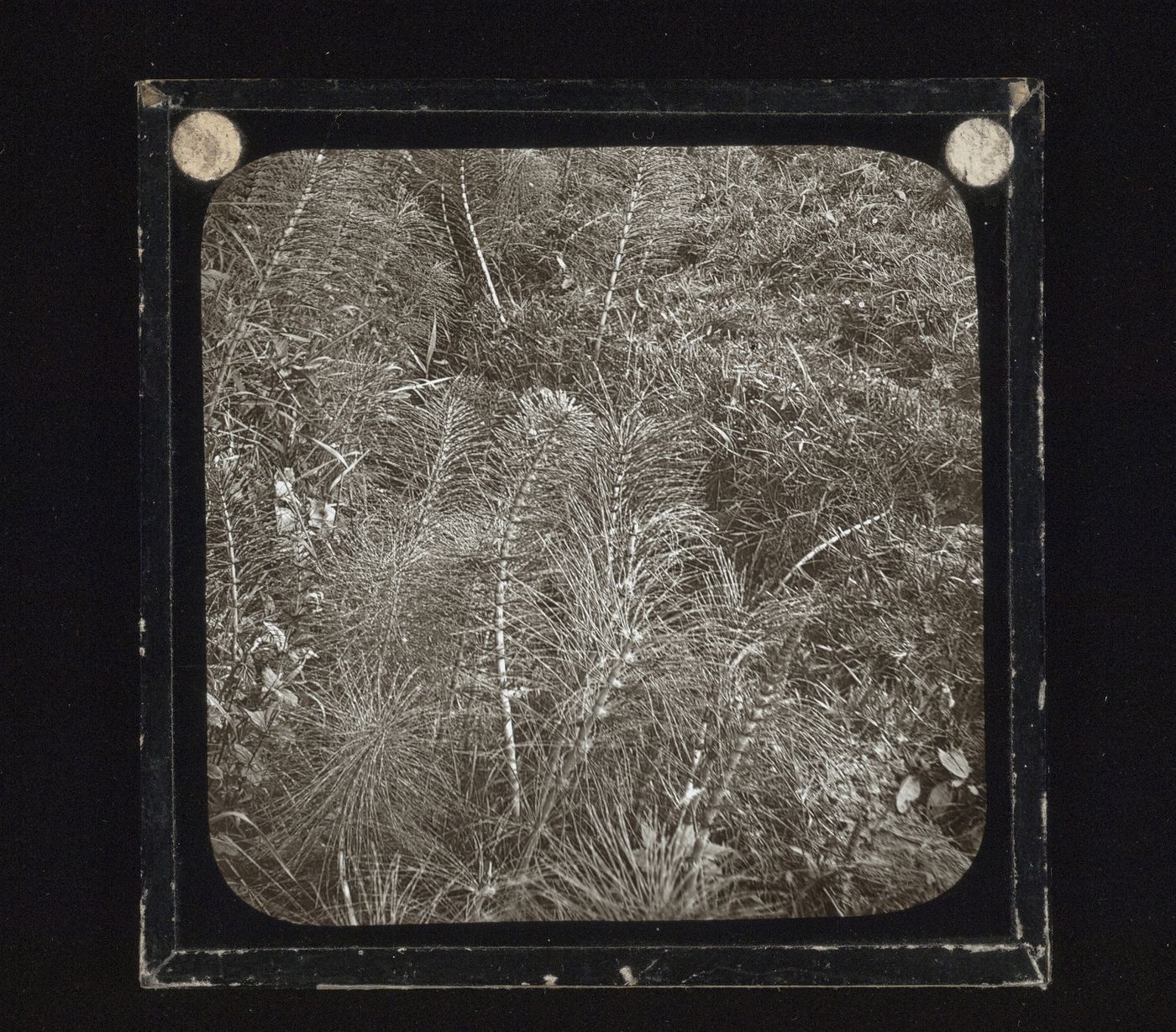 Detail view of side of brook