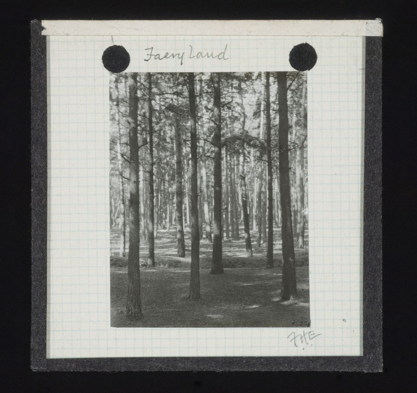View of trees within unidentified forest