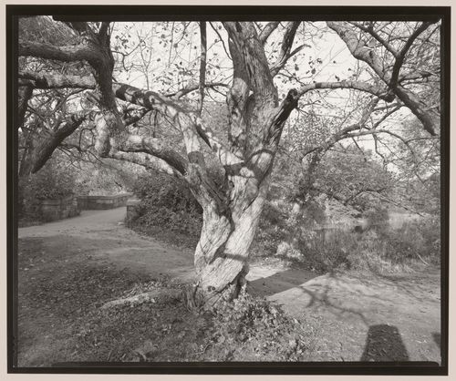 Tree by Scarborough Pond Bridge, Franklin Park, Boston, Massachusetts