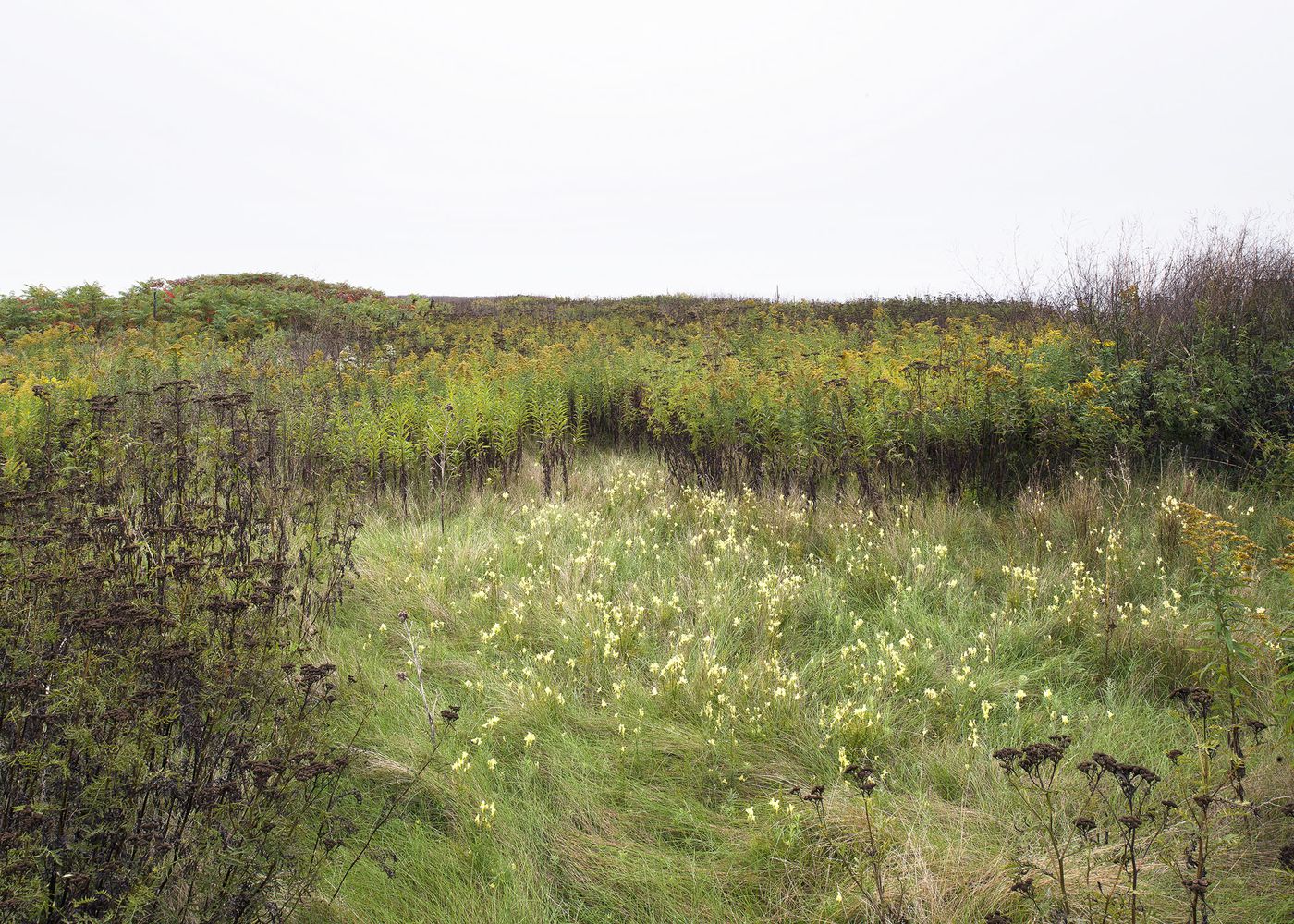 An Enduring Wilderness: Meadow, Tommy Thompson Park, Toronto