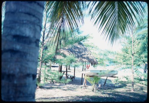 Palm trees, Jamaica