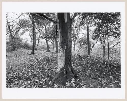 Stone outcrop, the wilderness, Franklin Park, Boston, Massachusetts